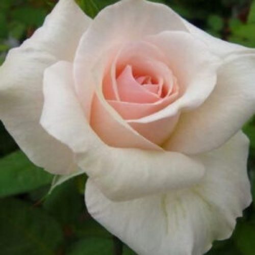 Rosa-ophelia-300x300